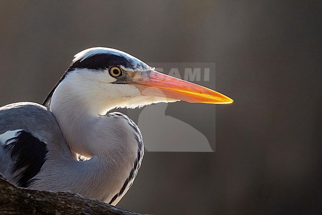 Grey Heron, Ardea cinerea Standing in backlight. Close-up. stock-image by Agami/Hans Germeraad,