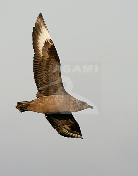 Grote Jager in de vlucht; Great Skua in flight stock-image by Agami/Menno van Duijn,