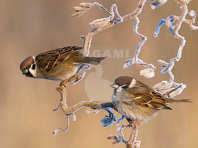 Ringmus op krulhazelaar in de winter; Eurasian Tree Sparrow on curl hazel in winter; stock-image by Agami/Walter Soestbergen,