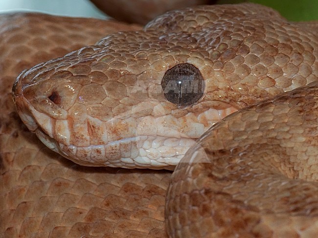 Tuinboa, Garden Tree Boa, Corallus hortulanus stock-image by Agami/Alex Vargas,