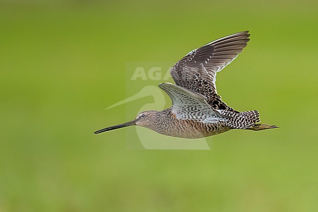 Adult breeding
Galveston Co., TX
April 2023 stock-image by Agami/Brian E Small,