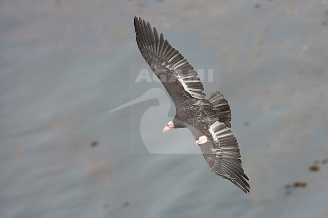 Gezenderde Californische Condor in vlucht; California Condor with transmitter in flight stock-image by Agami/Martijn Verdoes,