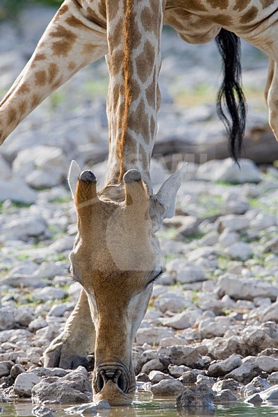 Giraffe drinkend Namibie, Giraffe drinking Namibia stock-image by Agami/Wil Leurs,