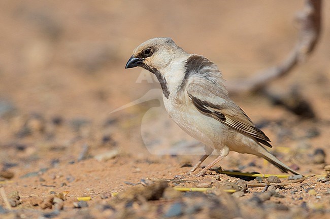 Desert Sparrow (Passer simplex saharae), adult male standing on the ground stock-image by Agami/Saverio Gatto,