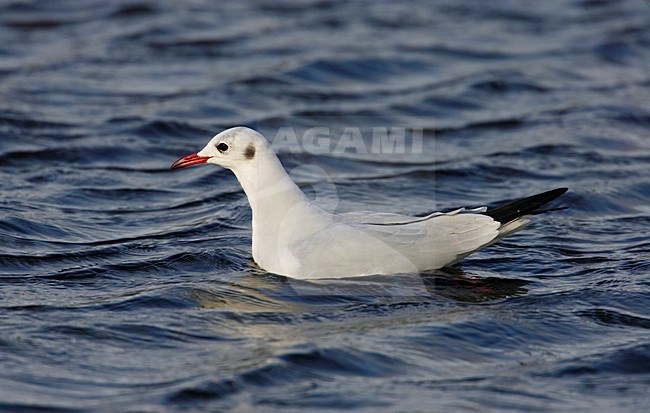 Volwassen Kokmeeuw in winterkleed in water; Adult winter Black-headed Gull in water stock-image by Agami/Markus Varesvuo,