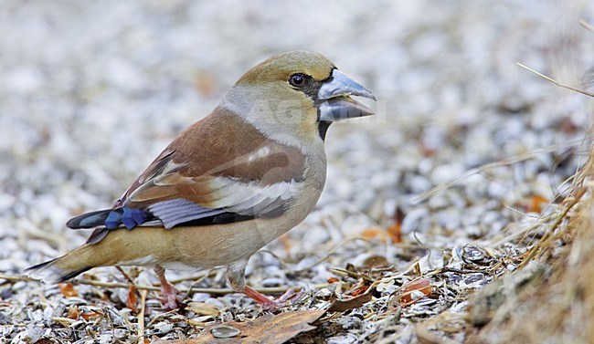 Vrouwtje Appelvink zittend op grond; Female Hawfinch perched on ground stock-image by Agami/Markus Varesvuo,