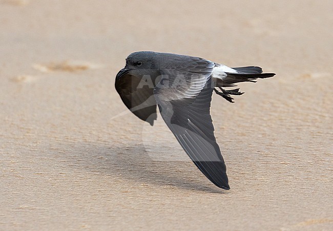 Leach's Storm Petrel (Hydrobates leucorhoa) flying over an English beach during a severe storm stock-image by Agami/Pete Morris,