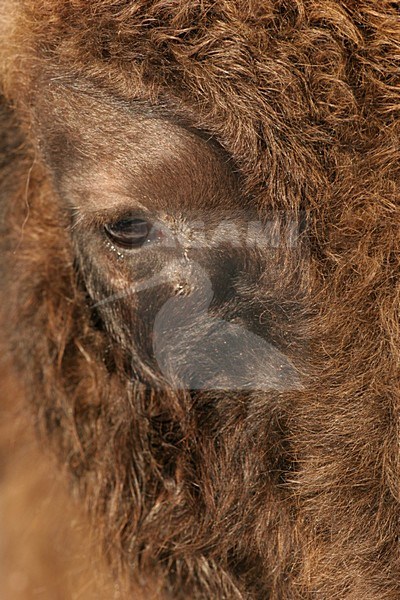 Wisent; European Bison stock-image by Agami/Menno van Duijn,