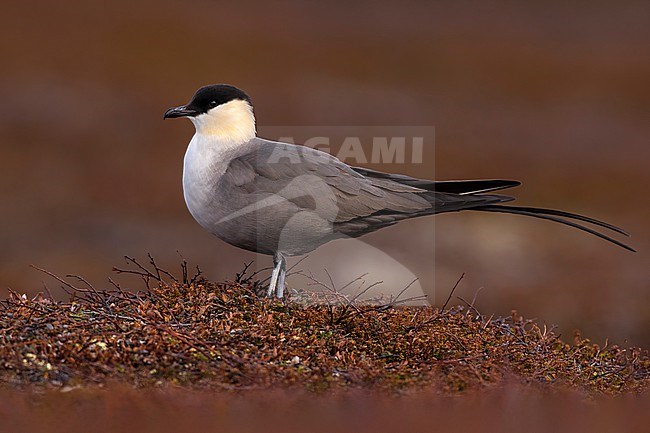 Adult Long-tailed Skua (Stercorarius longicaudus) in arctic Norway. stock-image by Agami/Daniele Occhiato,