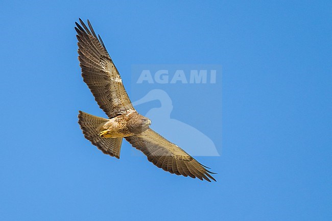 Adult (light morph)
San Diego Co., CA
April 2023 stock-image by Agami/Brian E Small,