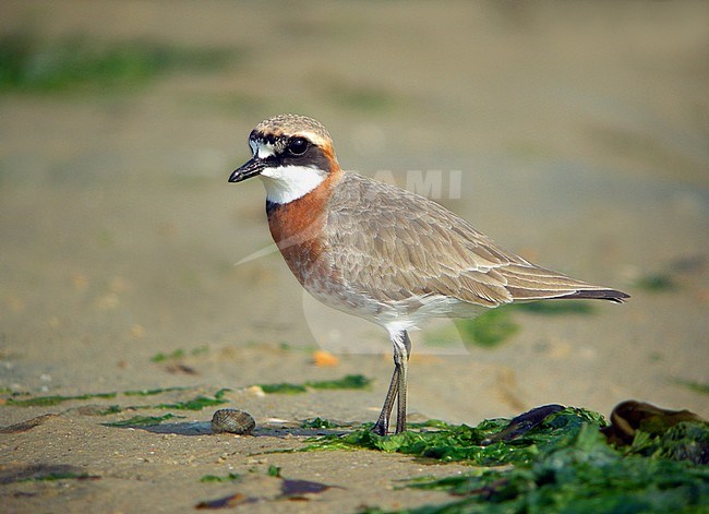 Mongolian Plover (Charadrius mongolus) at Heuksan do island, South Korea, during spring migration along the East Asian Flyway. stock-image by Agami/Aurélien Audevard,