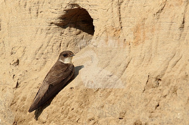 Oeverzwaluw voor de nest ingang; Sandmartin sitting in front of nest stock-image by Agami/Walter Soestbergen,