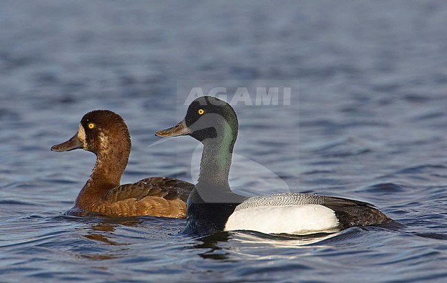 Greater Scaup pair swimming; Toppereend paar zwemmend stock-image by Agami/Markus Varesvuo,