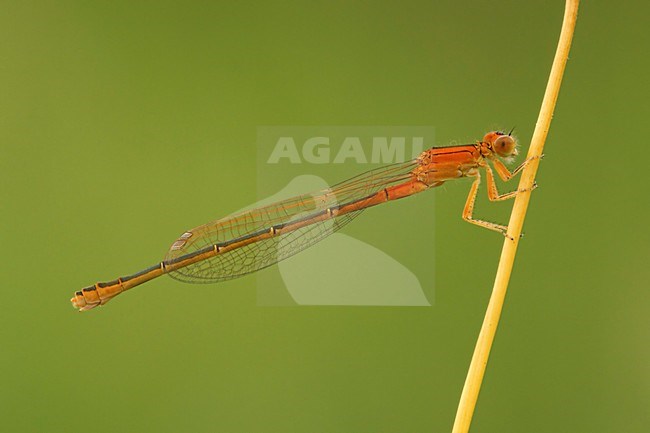 Tengere grasjuffer op de uitkijk; Scarce Blue-taild Damselfly on the lookout; stock-image by Agami/Walter Soestbergen,