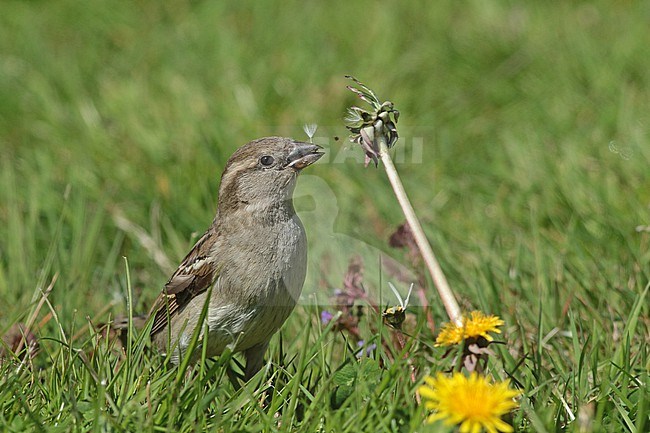 Female House Sparrow, eating dandelion seeds stock-image by Agami/Renate Visscher,