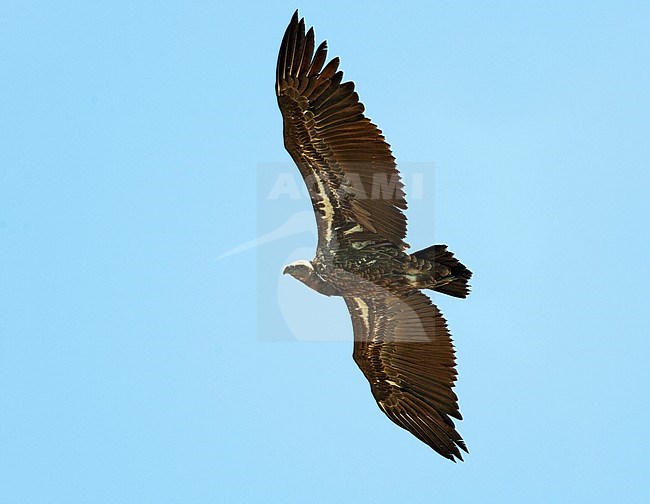 Ruppell's Vulture (Gyps rueppellii) searching for a carcass in rural Spain. Recent vagrant from Africa where it is critically endangered. stock-image by Agami/Dick Forsman,