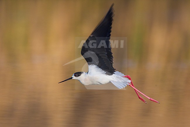 Steltkluut in vlucht; Black-winged Stilt in flight stock-image by Agami/Daniele Occhiato,