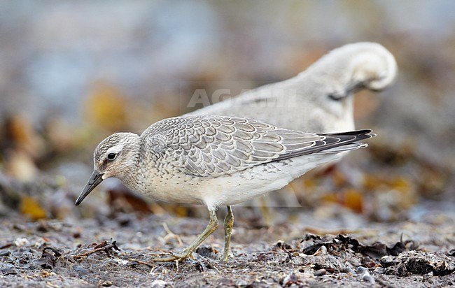 Juveniele Kanoet; Juvenile Red Knot stock-image by Agami/Markus Varesvuo,