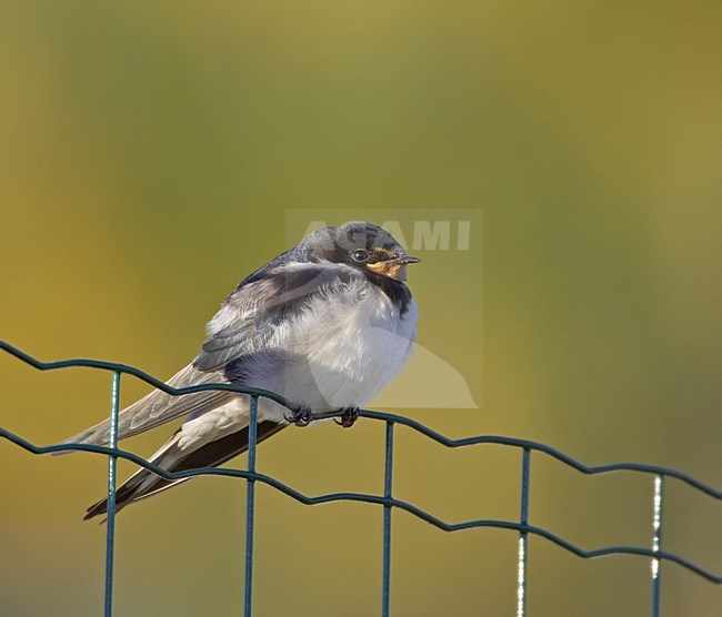 Boerenzwaluw in zit; Barn Swallow perched stock-image by Agami/Jari Peltomäki,