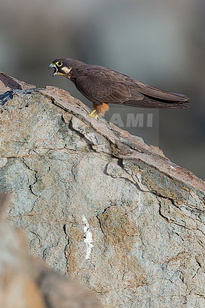 Eleonora's Falcon (Falco eleonorae), light morph adult perched on a rock stock-image by Agami/Saverio Gatto,