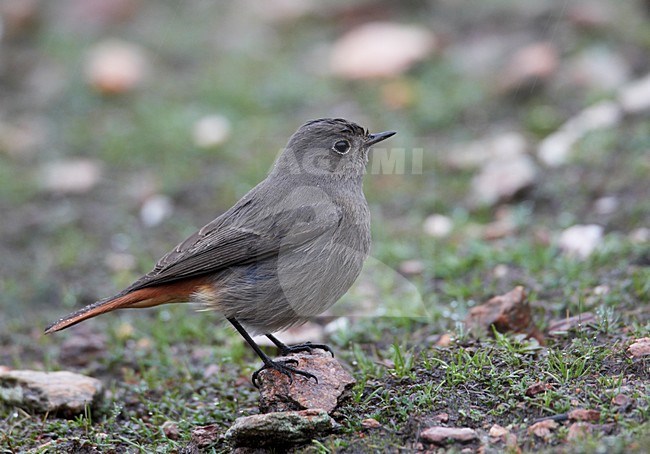 Vrouwtje Zwarte Roodstaart; Female Black Redstart stock-image by Agami/Markus Varesvuo,