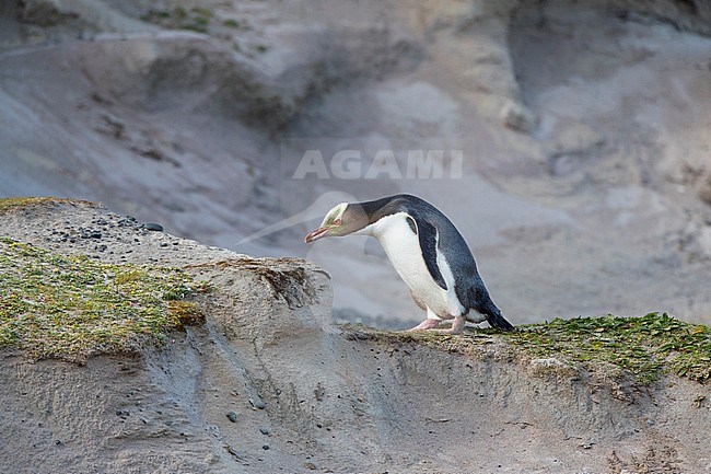 Yellow-eyed Penguin (Megadyptes antipodes) climbing onto a hill on Enderby Island, part of the Auckland Islands, New Zealand. stock-image by Agami/Marc Guyt,