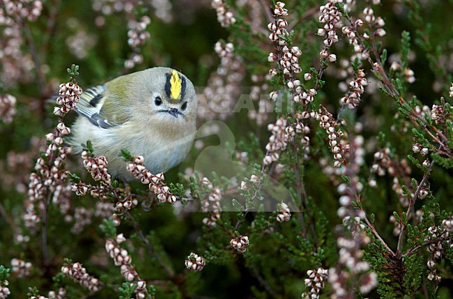 Goudhaan, Goldcrest stock-image by Agami/Markus Varesvuo,