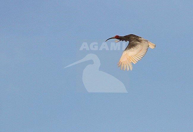 Flying adult Japanese Crested Ibis (Nipponia nippon) at Changqing, China. stock-image by Agami/James Eaton,