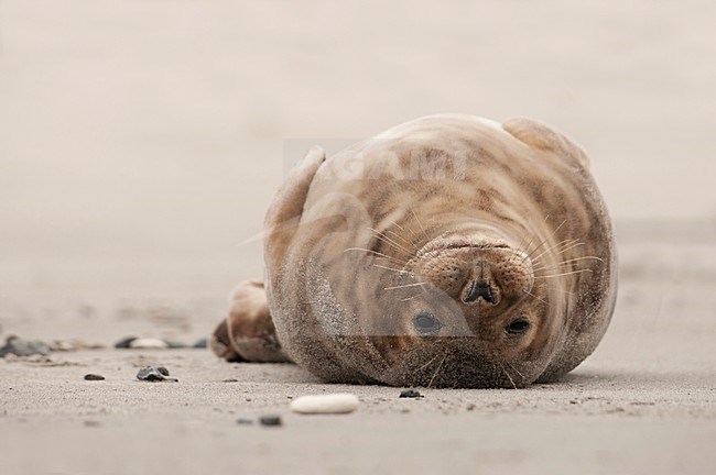 Grijze zeehond, Grey Seal, Halichoerus grypus, kegelrob stock-image by Agami/Han Bouwmeester,