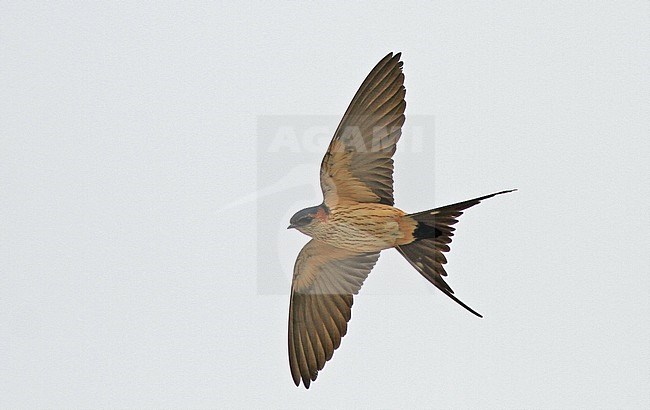 Eastern Red-rumped Swallow (Cecropis daurica japonica) in flight stock-image by Agami/Pete Morris,