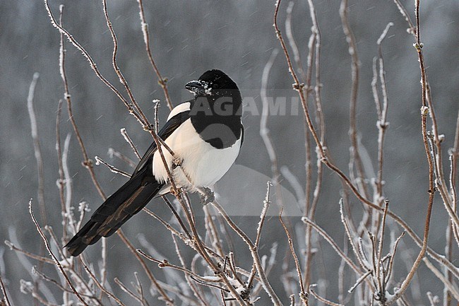 Ekster in de winter; Common Magpie in winter stock-image by Agami/Jari Peltomäki,