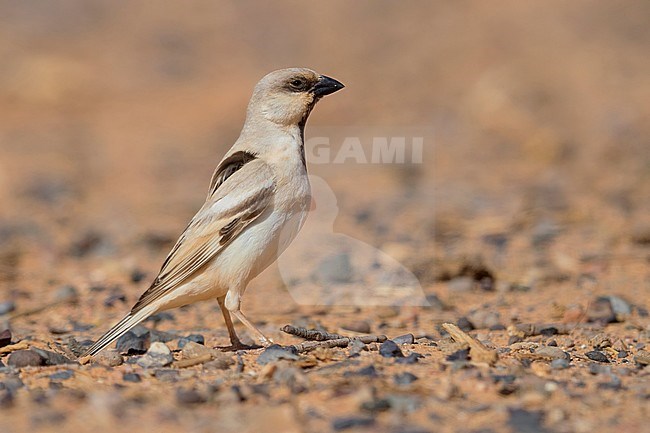 Desert Sparrow (Passer simplex saharae), adult male standing on the ground stock-image by Agami/Saverio Gatto,