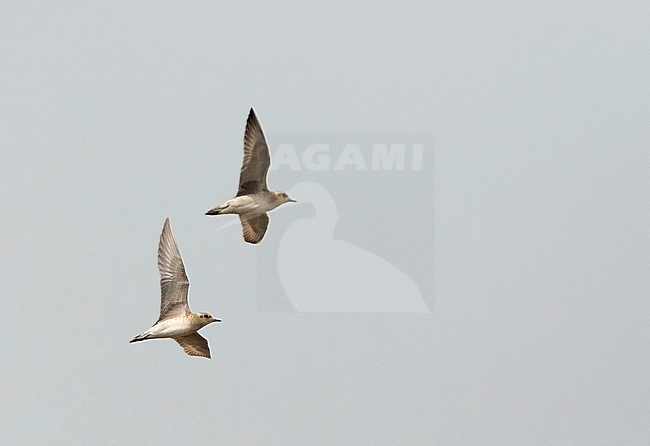 Winter plumaged Pacific Golden Plover (Pluvialis fulva) in flight, seen from below stock-image by Agami/Marc Guyt,