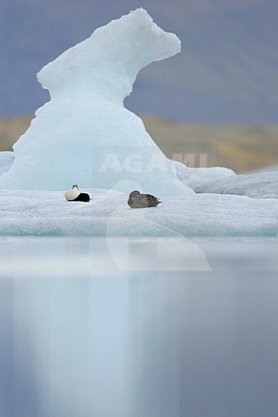 Eiders tussen poolijs; Common Eiders amongst drift ice stock-image by Agami/Menno van Duijn,