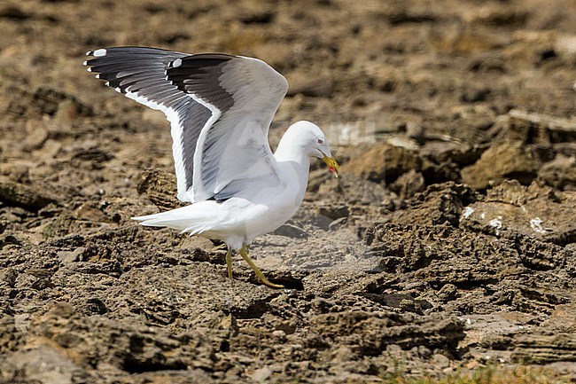 Hybrid Yellow-legged X Cape Gull in Khnifiss Lagoon , Morocco. stock-image by Agami/Vincent Legrand,
