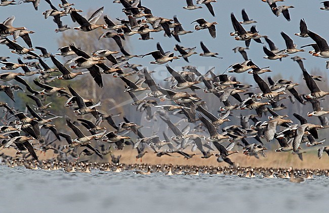 Greater White-fronted Geese (Anser albifrons) during spring in Latvia. Large flock taking of from a freshwater staging lake during spring migration, stock-image by Agami/Markus Varesvuo,