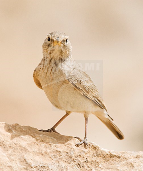 Woestijnleeuwerik, Desert Lark, Ammomanes deserti stock-image by Agami/Marc Guyt,