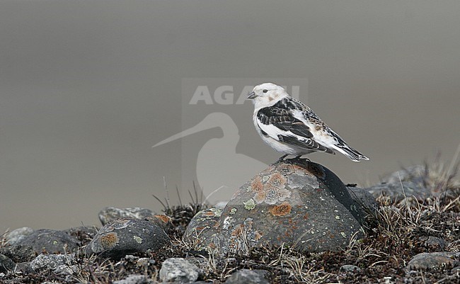 Snow Bunting (Plectrophenax nivalis insulae), breeding female perched on a rock on Iceland. stock-image by Agami/Helge Sorensen,