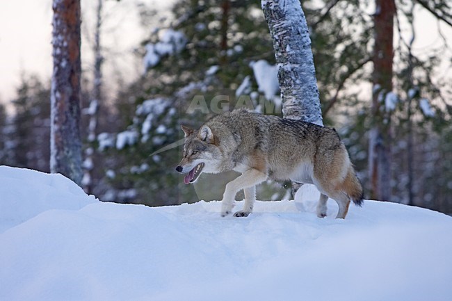 Wolf in de winter; Grey Wolf in the winter stock-image by Agami/Jari Peltomäki,