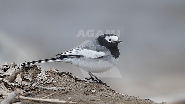 Masked wagtail, masked white wagtail (Motacilla personata, Motacilla alba personata), male sitting on a stone in the Indus River, side view, India, Ladakh, India. stock-image by Agami/Vincent Legrand,