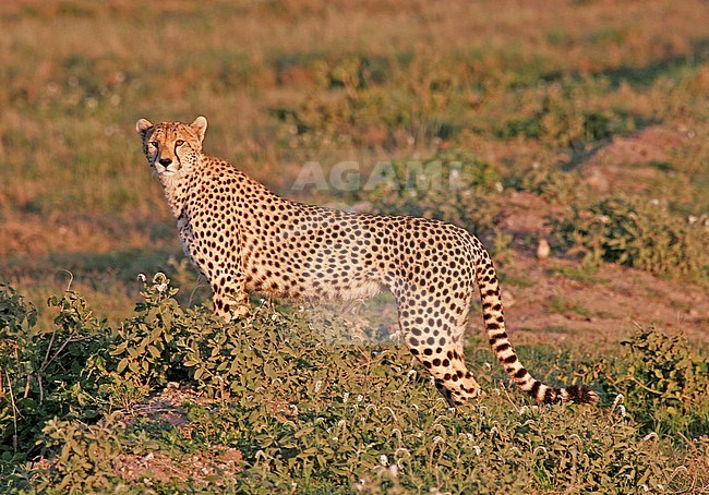 Cheetah, Acinonyx jubatus on savannah plains of Tanzania. stock-image by Agami/Pete Morris,