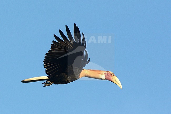 Papoea-jaarvogel, Blyth's Hornbill, Rhyticeros plicatus stock-image by Agami/Laurens Steijn,