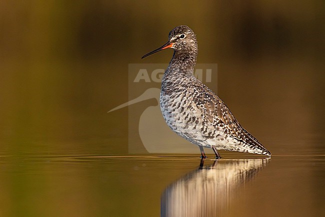 Spotted Redshank, Tringa erythropus, in Italy. stock-image by Agami/Daniele Occhiato,