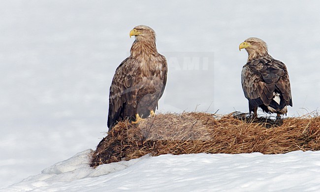 Twee Zeearenden zittend op grond; Two White-tailed Eagles perched on ground stock-image by Agami/Markus Varesvuo,