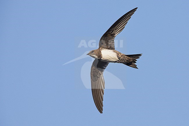 Alpine Swift (Tachymarptis melba), individual in flight seen from below, Campania, Italy stock-image by Agami/Saverio Gatto,