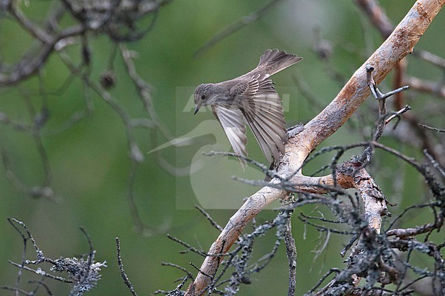 Spotted Flycatcher (Muscicapa striata) taking off from a pine tree in Finland. stock-image by Agami/Arto Juvonen,