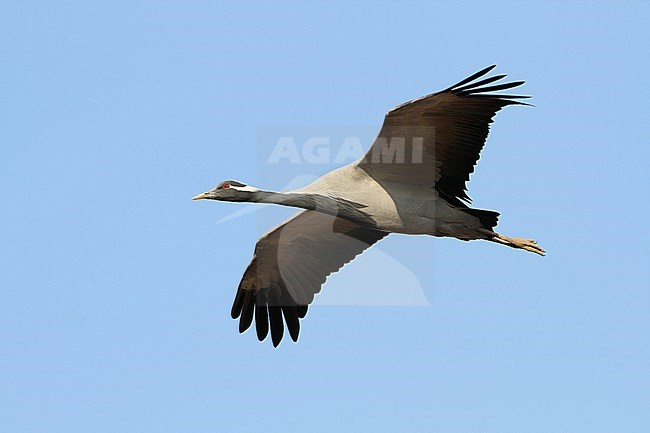 Jufferkraanvogel in vlucht; Demoiselle Crane (Anthropoides virgo) in flight stock-image by Agami/James Eaton,