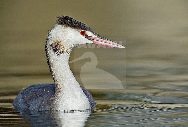 Great Crested Grebe, Fuut, Podiceps cristatus stock-image by Agami/Alain Ghignone,