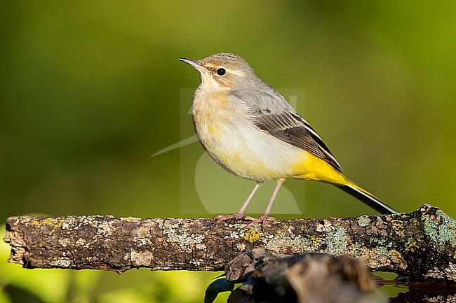Yellow Wagtail (Motacilla cinerea), adult in winter plumage perched on a branch stock-image by Agami/Saverio Gatto,