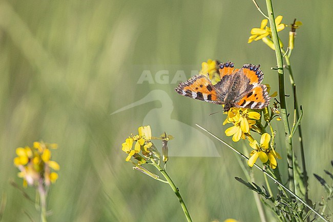 Small Tortoiseshell (Aglais urticae) perched on a yellow flower, with the vegetation as background, in French Pyrenees. stock-image by Agami/Sylvain Reyt,